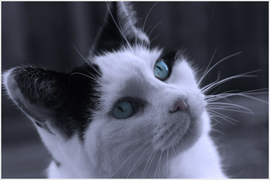 Tierfotografie Giessen - Fotowerkstatt Lich - Katze mit blauen Augen